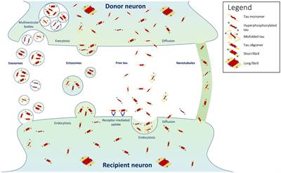 Implication of tau propagation on neurodegeneration in Alzheimer’s disease